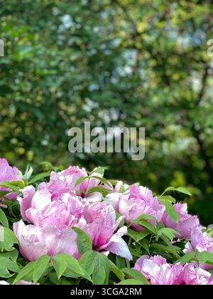 Pivoines roses en fleur avec un feuillage vert luxuriant créant un fond naturel vibrant. Photo mobile Banque D'Images