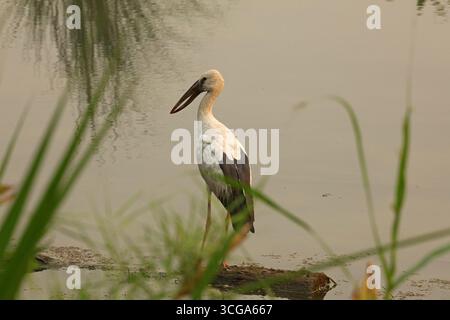 Cigogne asiatique à bec ouvert dans le parc national de Chitwan, Népal Banque D'Images