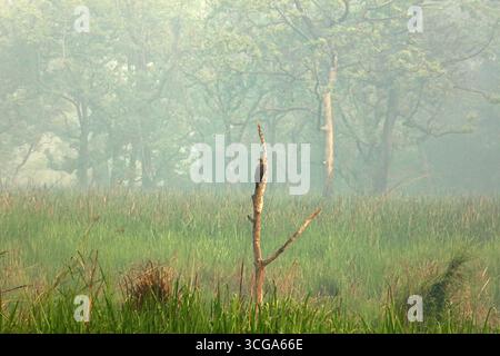 Aigle à tête grise dans le parc national de Chitwan, Népal Banque D'Images