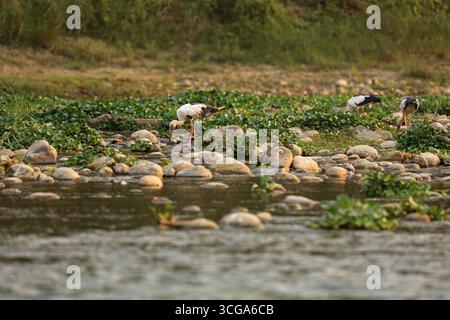 Cigogne asiatique à bec ouvert dans le parc national de Chitwan, Népal Banque D'Images