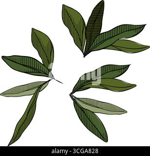 Ensemble de composition vert cinq feuilles d'olive coloré. Illustration vectorielle d'encre de ligne graphique. Pour l'impression de t-shirt, web design, salons de beauté, affiches, logo Illustration de Vecteur