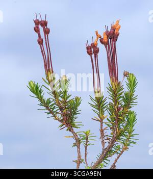 Landes bleues (Phyllodoce caerulea) de Fokstumyra, Dovrefjell, Norvège centrale en août. Banque D'Images