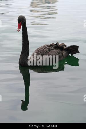 Vue d'un cygne noir avec un bec rouge sur un lac en Floride Banque D'Images
