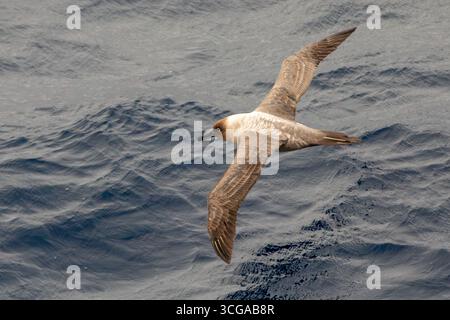 L'albatros à manteau léger (Phoebetria palpebrata) survole le passage de Drake au nord de la péninsule antarctique. L'oiseau est également appelé gris-manteau al Banque D'Images