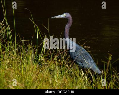 Petit héron bleu debout dans l'herbe verte à côté d'un étang Banque D'Images