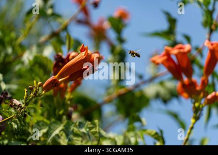 Une abeille en vol approchant des fleurs de trompette orange vif par une journée d'été ensoleillée. Scène macro nature symbolisant la pollinisation, l'écologie et la biodiversité Banque D'Images