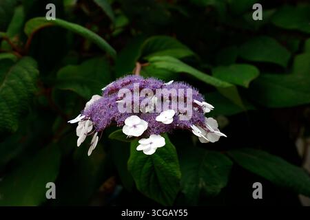 Gros plan de la fleur mauve bleue avec des fleurs blanches de l'hortensia aspera macrophylla du jardin fleuri d'été. Banque D'Images