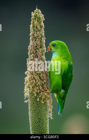 Perroquet suspendu vernal se nourrissant de millet perlé Banque D'Images