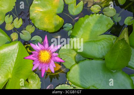 Beau lis d'eau violet ou fleur de lotus dans l'étang. Banque D'Images