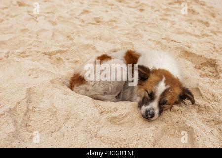 Chien sans abri solitaire dormant sur la plage de sable. Banque D'Images