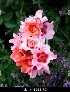 Gros plan de la rose et rouge multicolore de jardin fleuri d'été pour vos yeux seulement. Banque D'Images