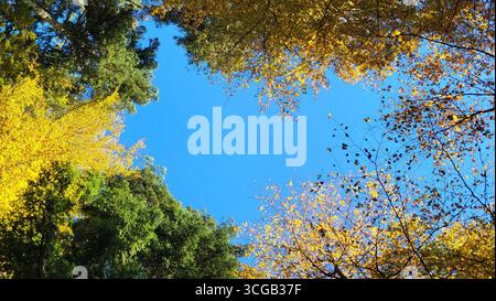 Forêt d'automne avec des arbres colorés dans différentes nuances et une vue jusqu'au ciel bleu Banque D'Images