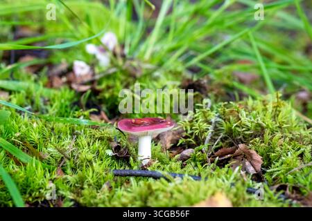 Champignon Russula poussant dans les bois Banque D'Images