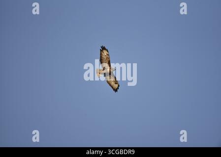 Buzzard commun (Buteo buteo) volant de gauche à droite au-dessus avec des ailes étendues avec des yeux visibles en fin d'après-midi Soleil, contre un ciel bleu, prise au Royaume-Uni Banque D'Images