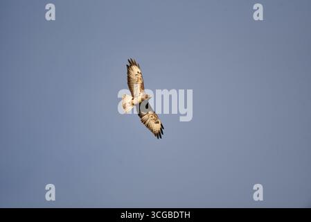 Gros plan d'une Buzzard commune (Buteo buteo) volant au-dessus de gauche à droite, éclairé par le soleil de fin d'après-midi, prise au pays de Galles, Royaume-Uni Banque D'Images
