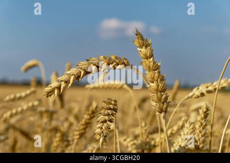 Gros plan de tiges de blé doré dans un champ contre un ciel bleu, mettant en valeur la beauté de la saison des récoltes. Banque D'Images