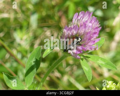 Un scarabée japonais se nourrissant d'une tête de fleur rose vif de trèfle rouge (Trifolium pratense) Banque D'Images