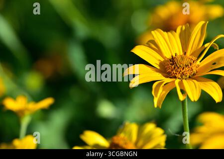 Fleur de jardin jaune vif (Heliopsis helianthoides) fleurissant à la lumière du soleil avec un fond vert flou. Floraison estivale vibrante en gros plan. Banque D'Images