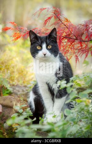 Un chat curieux, European Shorthair smoking pattern noir et blanc bicolore, assis sous un érable japonais dans un jardin automnal, Allemagne Banque D'Images