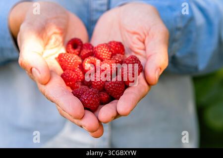 Framboises fraîchement cueillies dans les mains en gobelet. Gros plan sur les baies rouges, la récolte de fruits biologiques du jardin, la nourriture naturelle saine, les vibrations estivales, daylig Banque D'Images