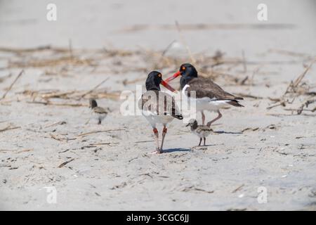 Oystercatcher américain (Haematopus palliatus) parents et poussins sur une plage protégée à Cape May, New Jersey Banque D'Images