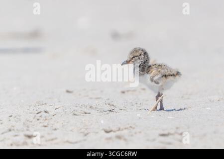 Poussin Oystercatcher américain (Haematopus palliatus) sur une plage protégée à Cape May, New Jersey Banque D'Images