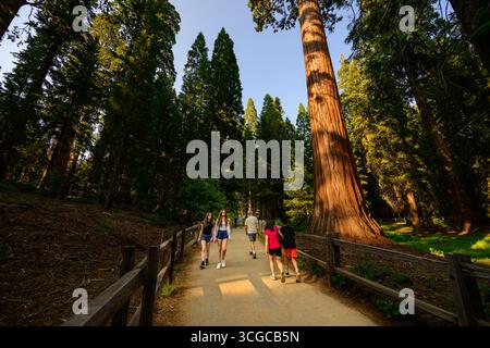 Les magnifiques séquoias géants du parc national General Grant Grove Kings Canyon en Californie. Banque D'Images