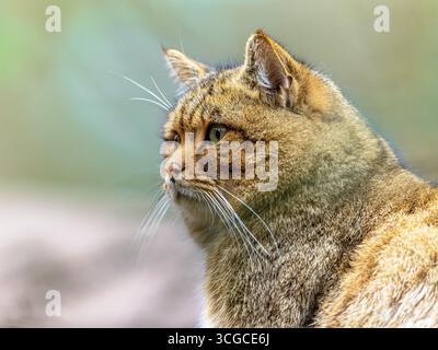 Mignon gros plan Portrait de chat sauvage européen mâle (Felis silvestris) dans un environnement forestier de montagne naturel Banque D'Images