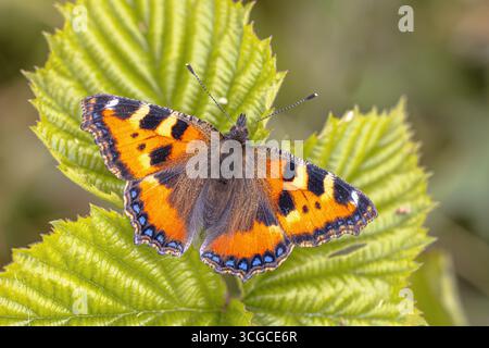Petit papillon en écaille de tortue (Aglais urticae) perché sur une feuille à fond vert. Faune scène de la nature en Europe. Banque D'Images