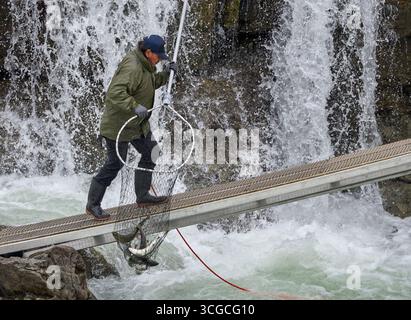 Un membre de la première nation Wet’suewet’en utilise un dipnet – la méthode traditionnelle du pays – pour pêcher le saumon à Witset, en Colombie-Britannique, au Canada. Banque D'Images