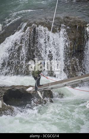 Un membre de la première nation Wet’suewet’en utilise un dipnet – la méthode traditionnelle du pays – pour pêcher le saumon à Witset, en Colombie-Britannique, au Canada. Banque D'Images