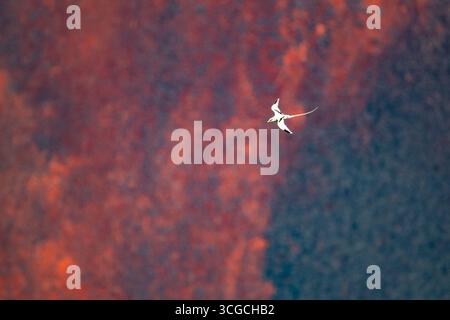 Phaethon lepturus, oiseau tropicale à queue blanche, survole une grande fontaine de lave chaude qui jaillit du cratère Halemaumau, volcan Kilauea, île d'Hawaï Banque D'Images