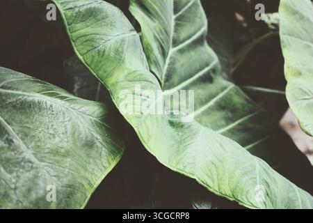 Une vue de feuilles d'oreille géantes d'éléphant. La plante est connue sous le nom de Colocasia esculenta. Banque D'Images