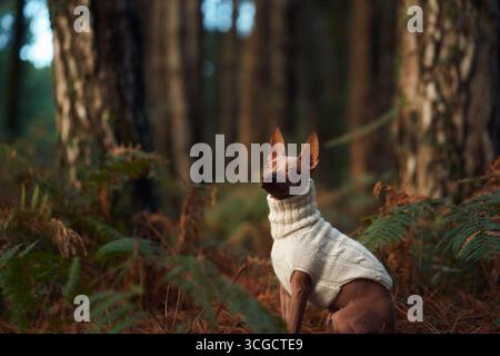 Un terrier sans poil américain en pull blanc se trouve élégamment au milieu des fougères dans une forêt ensoleillée. La lumière chaude et les teintes automnales mettent en valeur le chien Banque D'Images