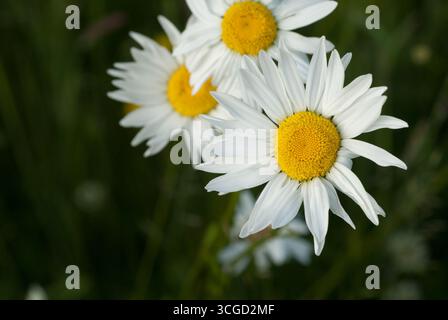 Des marguerites blanches vives mettent en valeur leurs centres jaunes dans une prairie verte luxuriante sous un ciel bleu clair au cours d'un après-midi ensoleillé. Banque D'Images