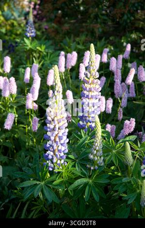 Les fleurs de lupin vibrantes se dressent dans un jardin illuminé par la douce lumière du coucher du soleil, créant un spectacle floral pittoresque au milieu de la verdure. Banque D'Images