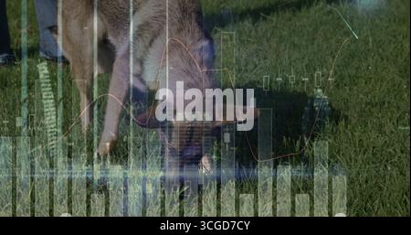 Pâturage de cochon brun grignotant de l'herbe sur le champ de la ferme, avec des jeans bleus, des bottes en caoutchouc, des graphiques financiers Banque D'Images