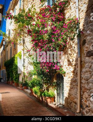 Rue étroite dans la vieille ville Antibes avec fleurs en fleurs, Côte d'Azur, France Banque D'Images