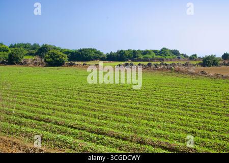 Les rangées de jeunes plantules s'étendent à travers un champ de Jeju près de Yeongnak, divisé par de basses clôtures en pierre de lave et soutenu par des arbustes et des arbres en forme de vent le long du c Banque D'Images