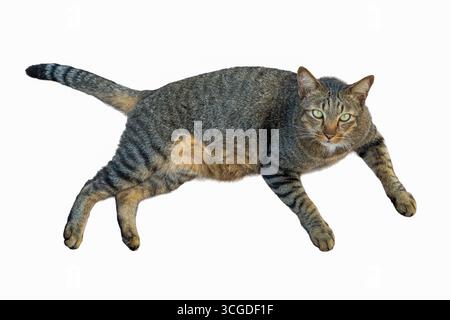 Gros plan d'un chat Dragon Li avec des rayures tabby distinctives, un corps musclé et des yeux verts perçants, couché dans une pose détendue isolée sur une grotte blanche Banque D'Images