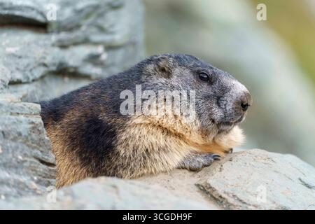 Marmotte vue près de la Grossglockner Hochalpenstrasse, également connue sous le nom de Grossglockner High Alpine Road. C'est la route de col de montagne la plus haute surface en Autriche, nommée d'après la plus haute montagne d'Autriche. Heiligenblut Carinthie Autriche Banque D'Images