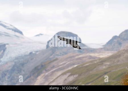 Heiligenblut, Carinthie, Autriche. 27 août 2025. Alpine chough volant près de la Grossglockner Hochalpenstrasse, également connue sous le nom de Grossglockner High Alpine Road. C'est la route de col de montagne la plus haute surface en Autriche, nommée d'après la plus haute montagne d'Autriche. (Crédit image : © Andreas Stroh/ZUMA Press Wire) USAGE ÉDITORIAL SEULEMENT ! Non destiné à UN USAGE commercial ! Banque D'Images