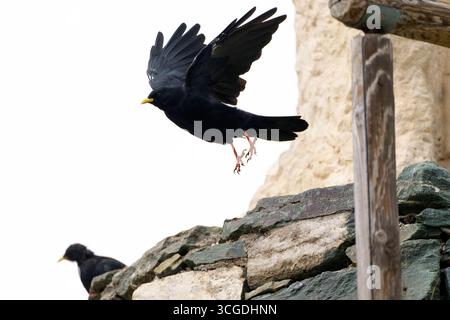 Heiligenblut, Carinthie, Autriche. 27 août 2025. Alpine chough volant près de la Grossglockner Hochalpenstrasse, également connue sous le nom de Grossglockner High Alpine Road. C'est la route de col de montagne la plus haute surface en Autriche, nommée d'après la plus haute montagne d'Autriche. (Crédit image : © Andreas Stroh/ZUMA Press Wire) USAGE ÉDITORIAL SEULEMENT ! Non destiné à UN USAGE commercial ! Banque D'Images