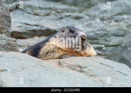 Heiligenblut, Carinthie, Autriche. 27 août 2025. Marmotte vue près de la Grossglockner Hochalpenstrasse, également connue sous le nom de Grossglockner High Alpine Road. C'est la route de col de montagne la plus haute surface en Autriche, nommée d'après la plus haute montagne d'Autriche. (Crédit image : © Andreas Stroh/ZUMA Press Wire) USAGE ÉDITORIAL SEULEMENT ! Non destiné à UN USAGE commercial ! Banque D'Images