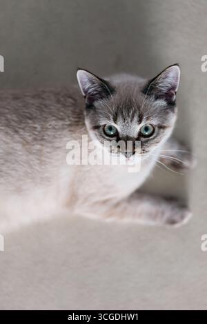 Curious Blue-Eyed Scottish Cat regardant vers le haut de Light surface Banque D'Images
