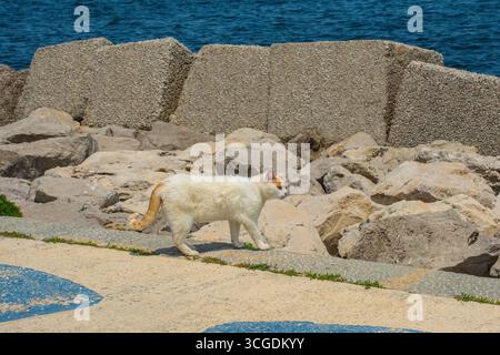 Un chat de rue au gingembre et blanc se promène le long du front de mer de l'Esplanade, une partie de Foro Italico dans le quartier Kalsa de Palerme, Sicile, Italie Banque D'Images