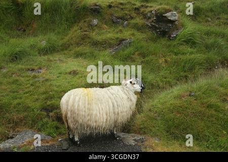 Cork, Irlande - 15 juillet 2025 - lmage d'un mouton de colline sur un terrain de montagne accidenté sur la péninsule de Beara pendant un épais brouillard sur un après-midi nuageux couvert humide Banque D'Images