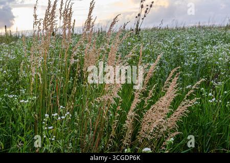 Les herbes hautes en bois à petits roseaux balancent doucement dans la brise entourée d'un champ dynamique de fleurs sauvages en fleurs créant un paysage naturel serein à du Banque D'Images