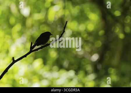 Un robin (Erithacus rubecula), silhouette, assis sur une branche devant un fond vert flou, Hesse, Allemagne Banque D'Images