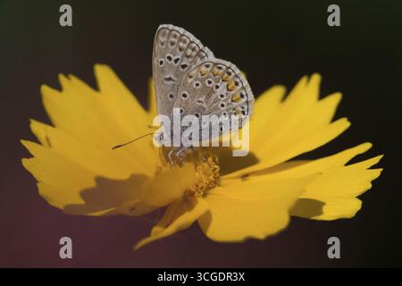Un papillon bleu (Polyommatus icarus) reposant sur une fleur jaune vif, coreopsis, sous la lumière directe du soleil, Hesse, Allemagne Banque D'Images